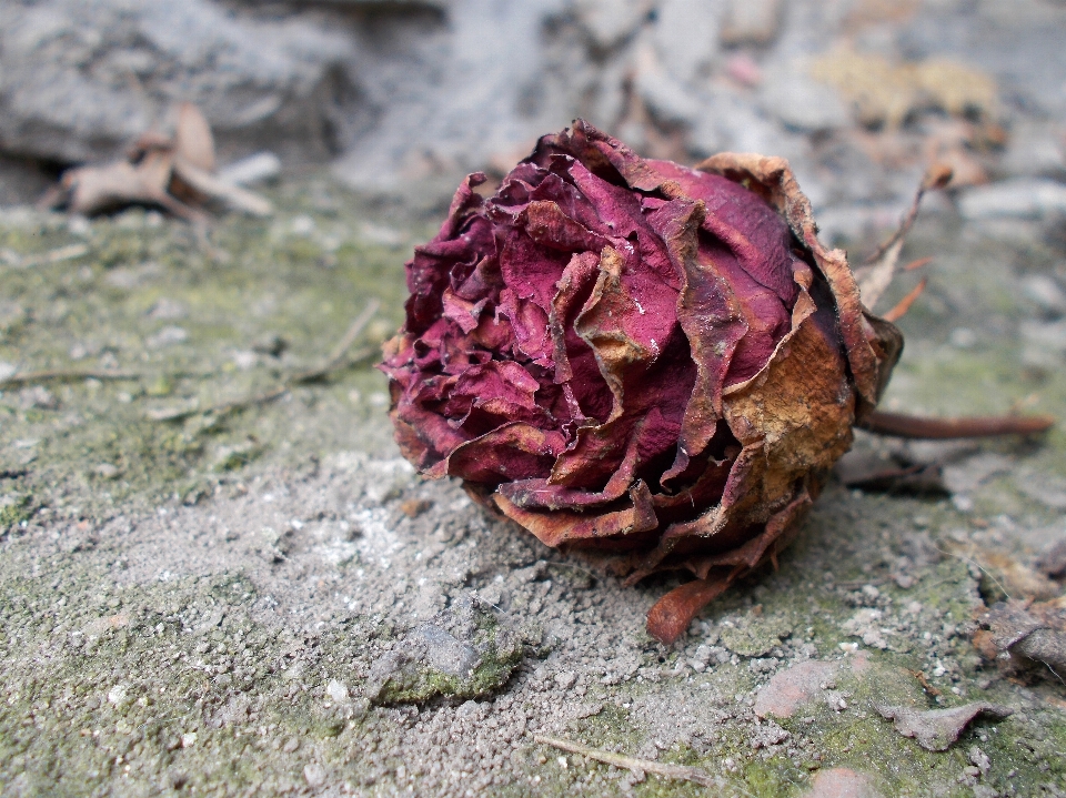 Natur anlage stengel blatt