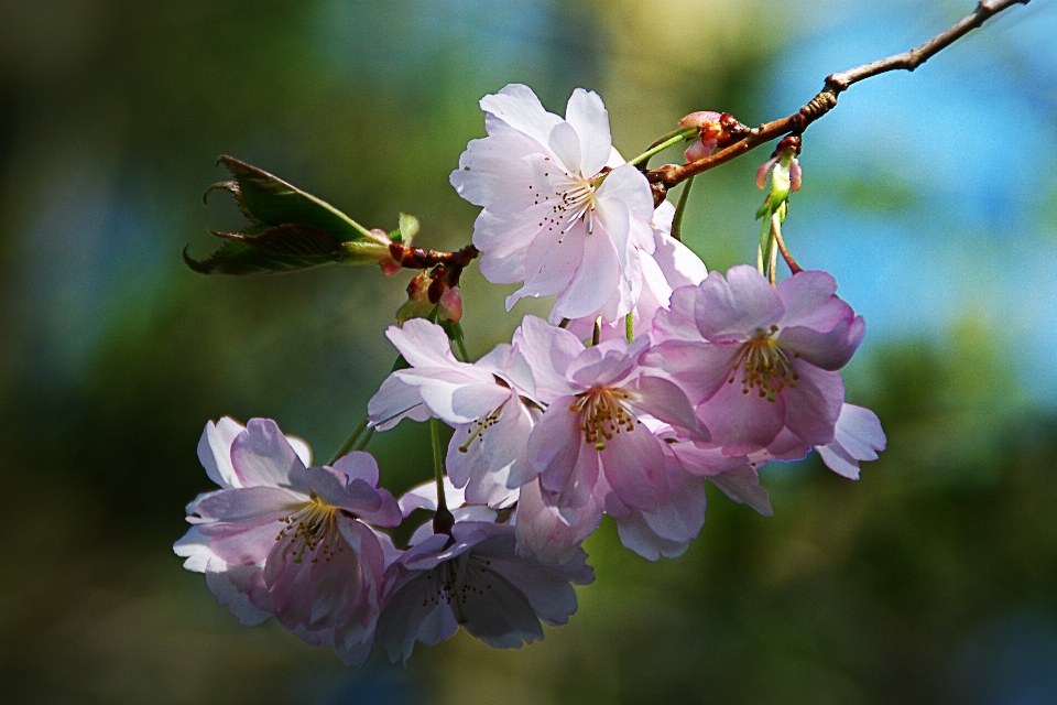 木 自然 ブランチ 花