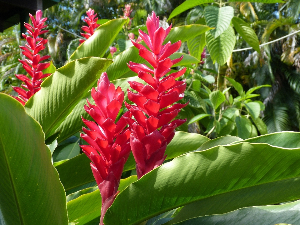 Natur blüte anlage blatt