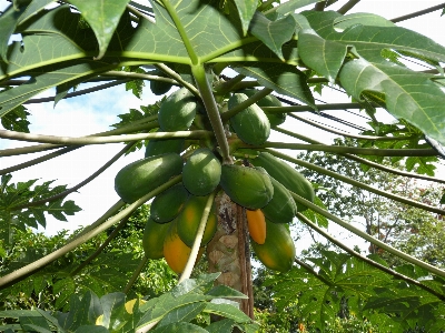 Tree branch plant fruit Photo