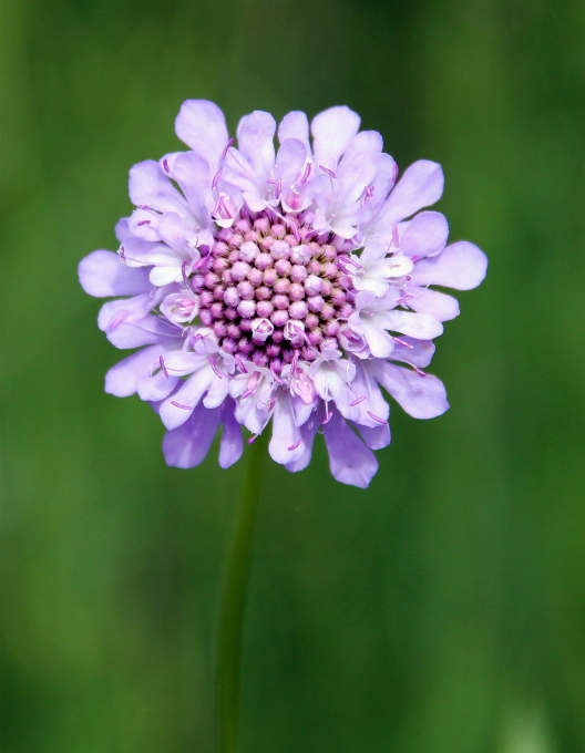 Florescer plantar prado
 flor