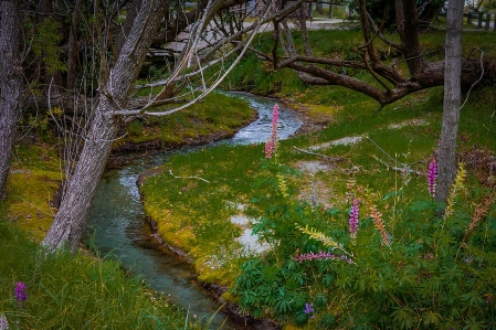 木 自然 森 沼地 写真