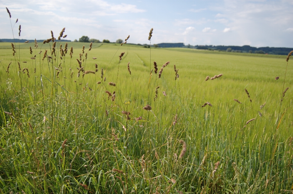 Paysage herbe le marais
 usine