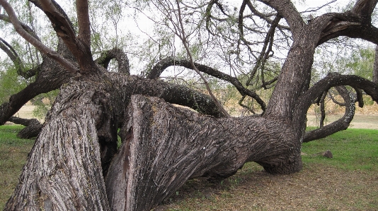 Tree nature branch plant Photo