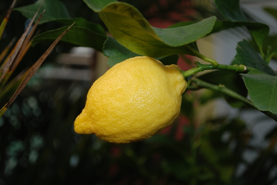 Nature usine fruit feuille