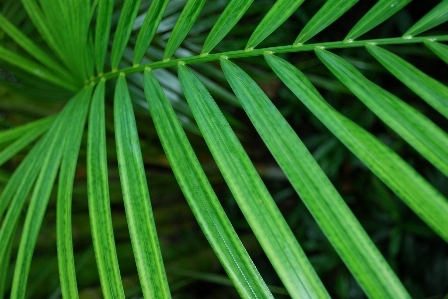 Tree grass branch plant Photo