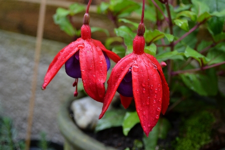 Water plant leaf flower Photo