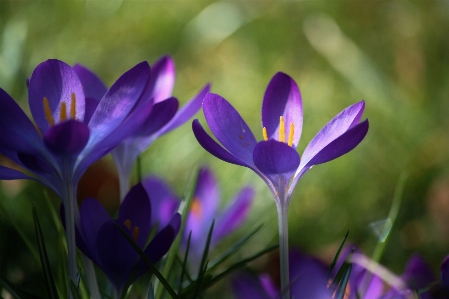 自然 花 ライト 植物 写真