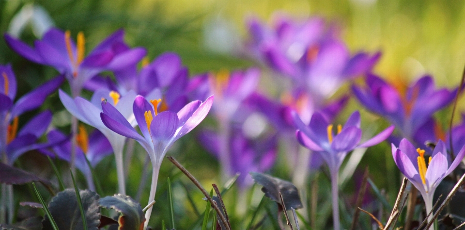 Nature blossom light plant