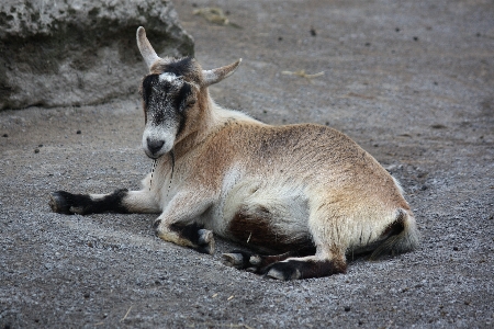 Nature wilderness animal wildlife Photo