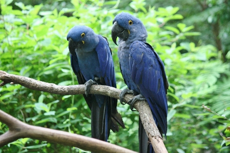 Foto Alam cabang burung margasatwa