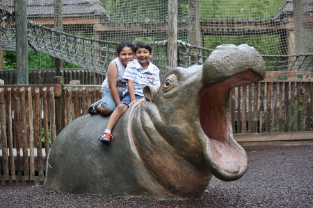 Animal zoo horse mammal Photo