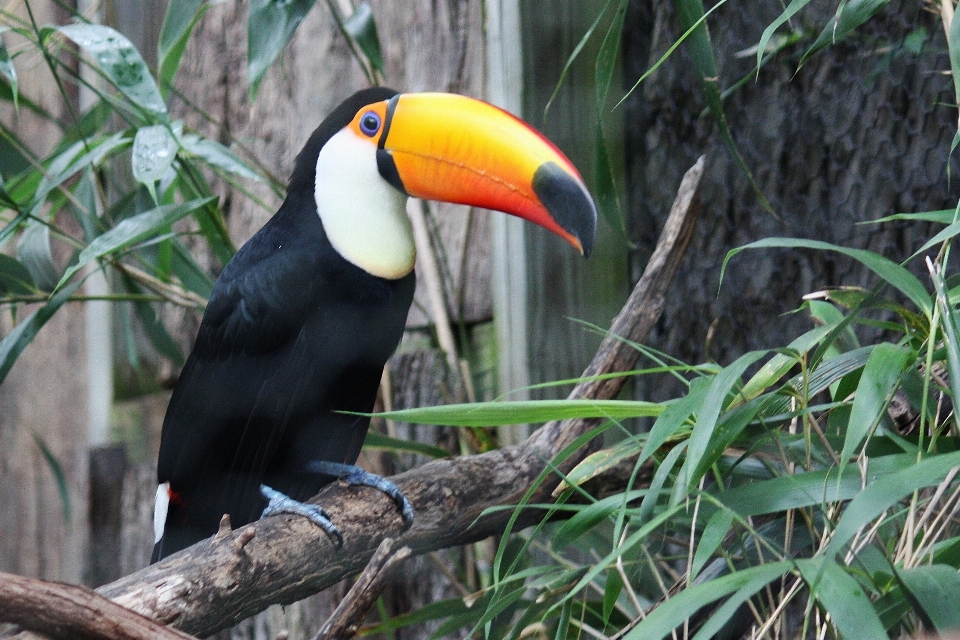 Oiseau faune zoo jungle