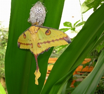 Foto Natureza folha flor verde