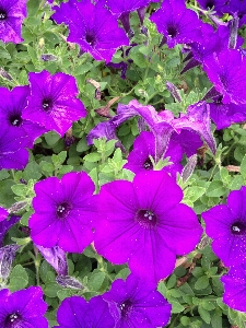 Blossom plant stem leaf Photo