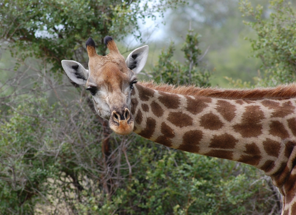 Nature animal faune zoo