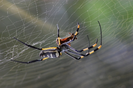 Foto Alam halloween fauna bahan