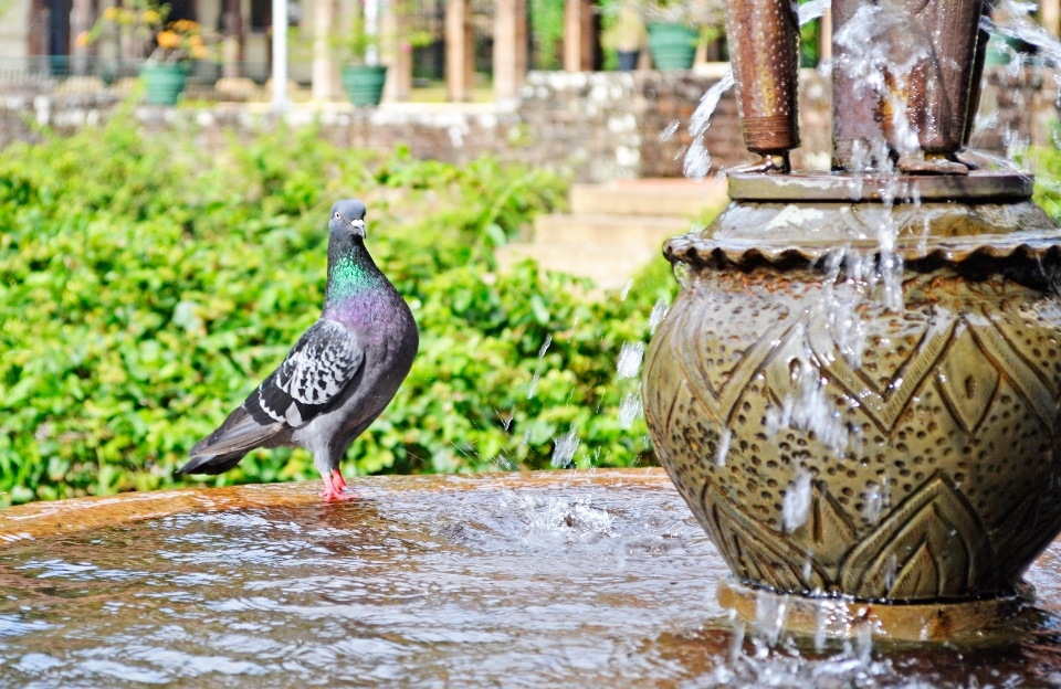 Wasser vogel palast tierwelt