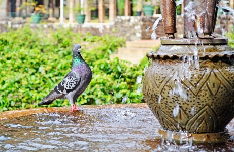 Water bird palace wildlife Photo