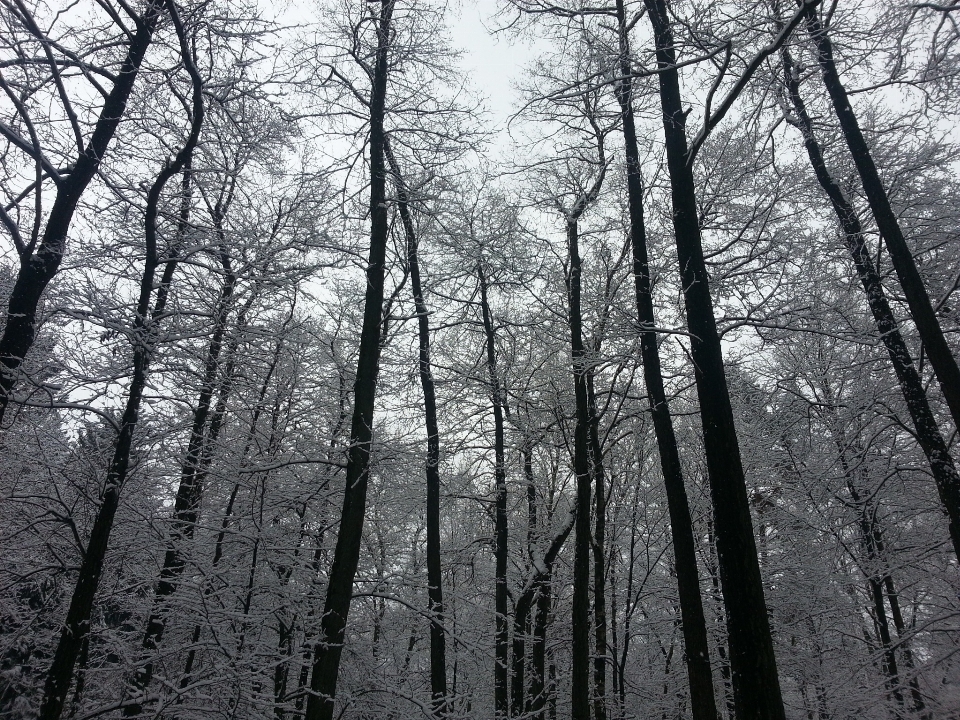 Baum natur wald zweig