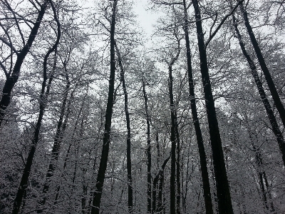 Foto Pohon alam hutan cabang