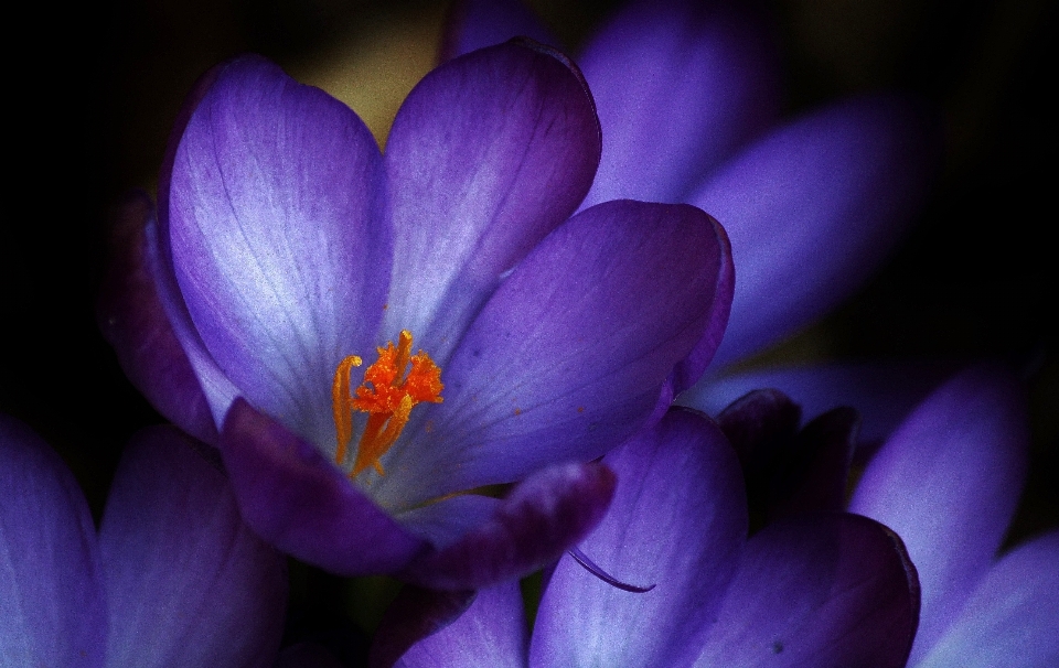 Nature blossom light plant