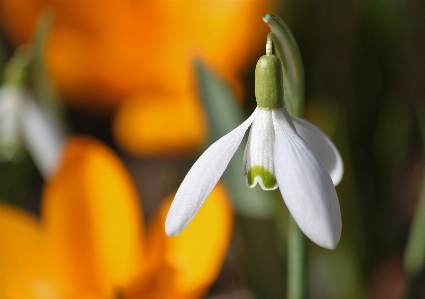 Foto Natura fiore leggero pianta