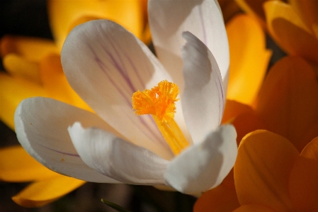 Nature blossom light plant Photo