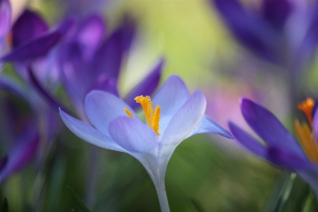 Nature blossom plant sunlight Photo