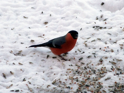 Photo Neige hiver oiseau animal