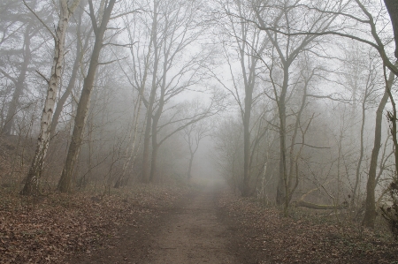 Landscape tree forest branch Photo