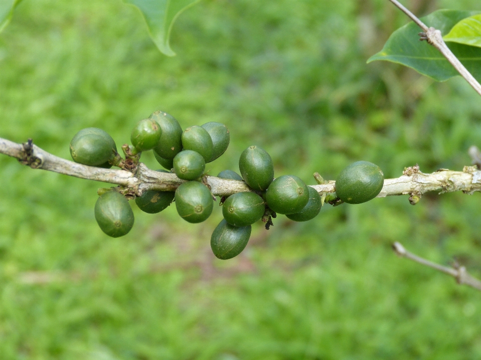 Tree branch coffee plant