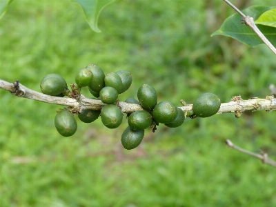 Tree branch coffee plant Photo