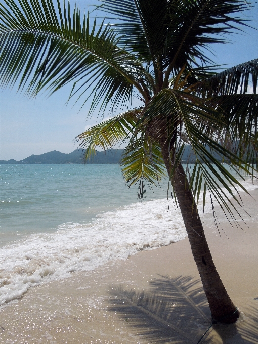 Playa mar costa árbol