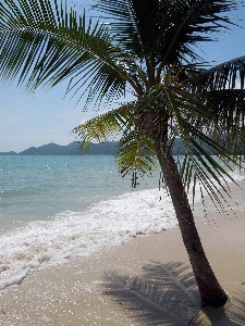 Beach sea coast tree Photo