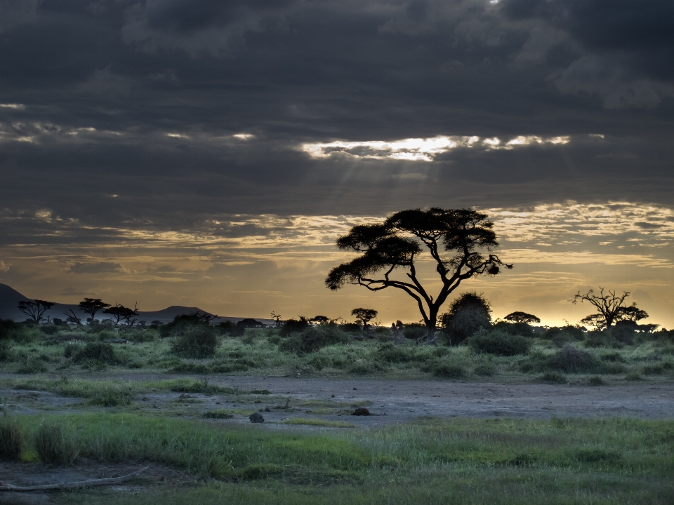 Landscape sea coast tree