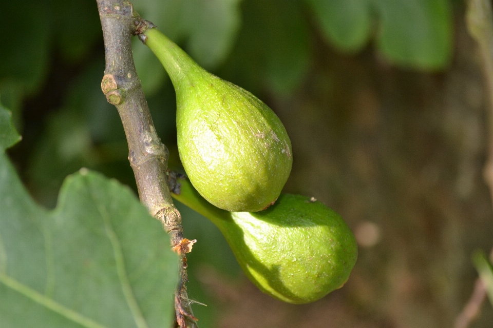 Arbre usine fruit fleur