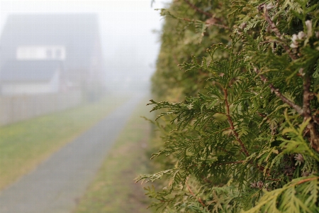 Tree grass branch plant Photo