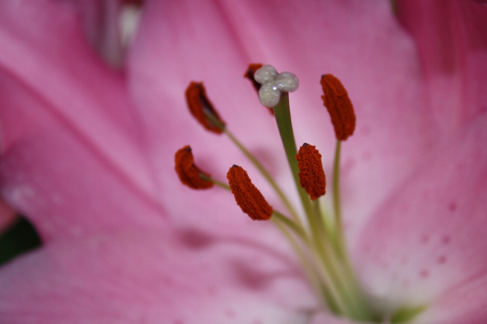 Blüte anlage fotografie blatt