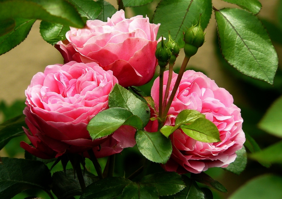 Nature blossom plant flower