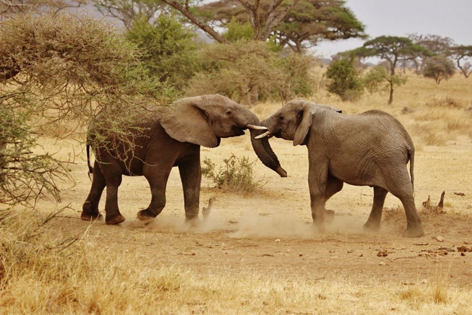 Abenteuer tierwelt herde afrika