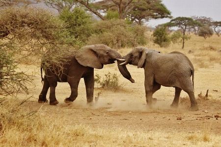 Adventure wildlife herd africa Photo