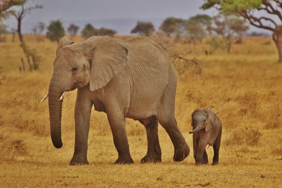 Natur abenteuer tierwelt wild