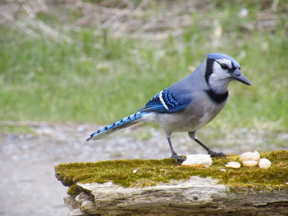 Naturaleza pájaro ala madera