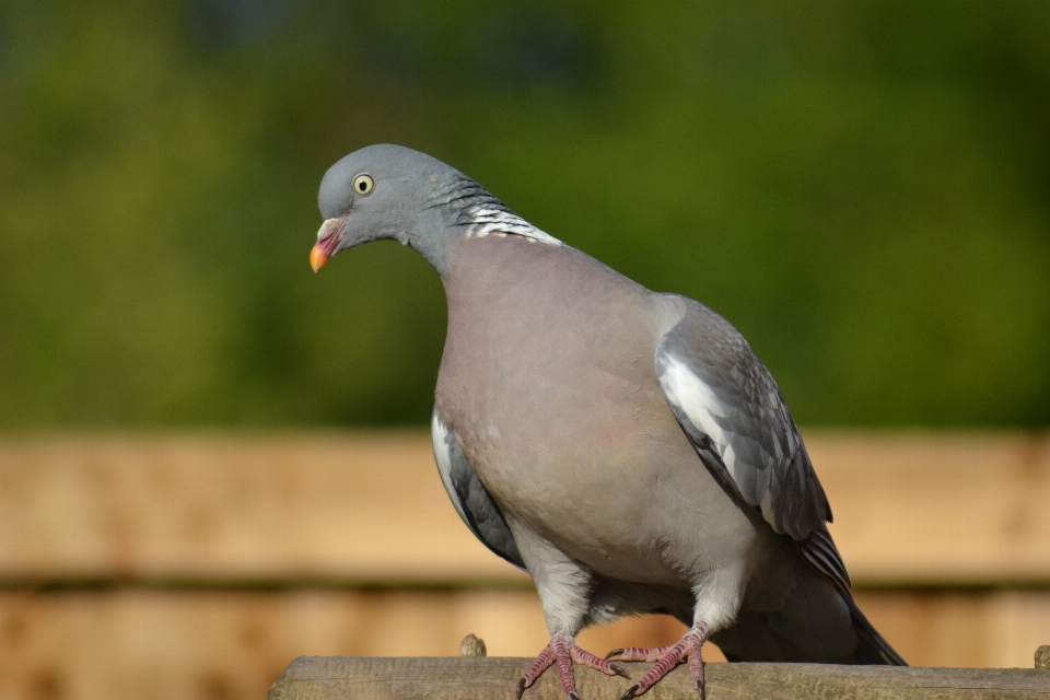 Burung sayap margasatwa paruh