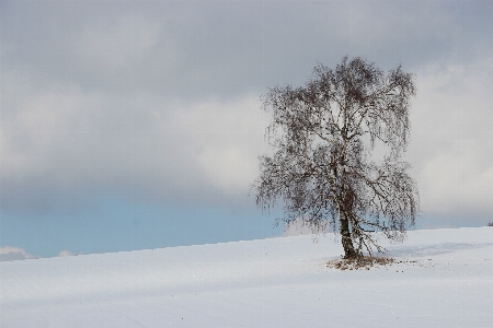 Landscape tree branch mountain Photo