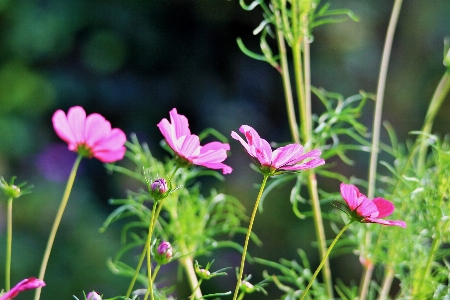 Nature grass blossom plant Photo