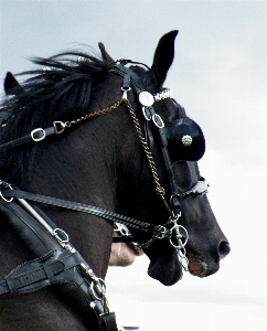 Foto All'aperto campagna animale cavallo