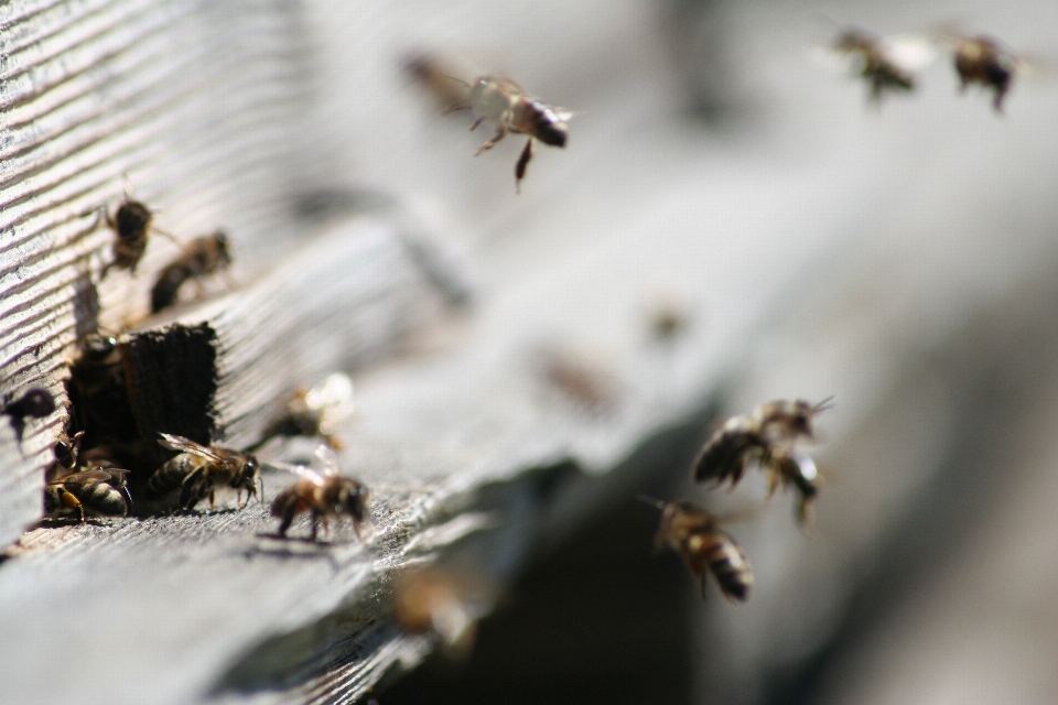 Natura zima fotografia kwiat