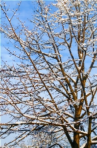 Tree nature branch blossom Photo